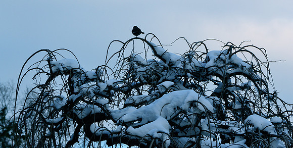 Winter Perch Tweety
